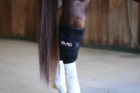 XLR8 Equine Redline Hock Boot - Single