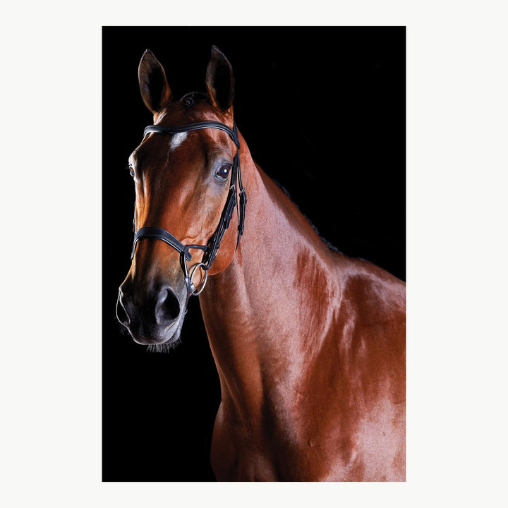 Collegiate Comfitec Training Bridle - Corro