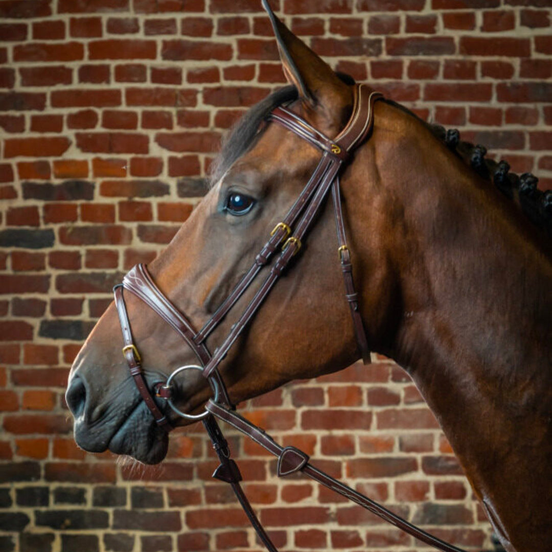 Dy'on Anatomic Flash Noseband Bridle - D Collection - Corro