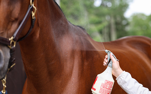 Fly & Insect Control for Horses | Corro