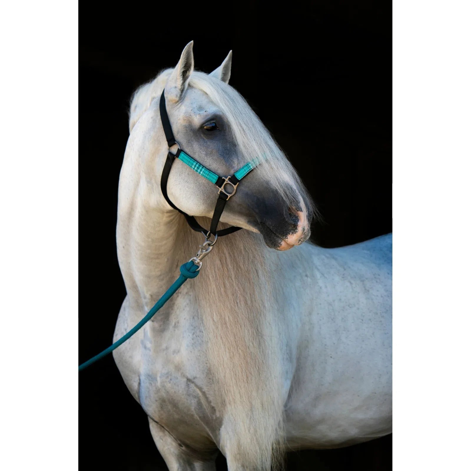 Kensington Premium Breakaway Halter - Corro