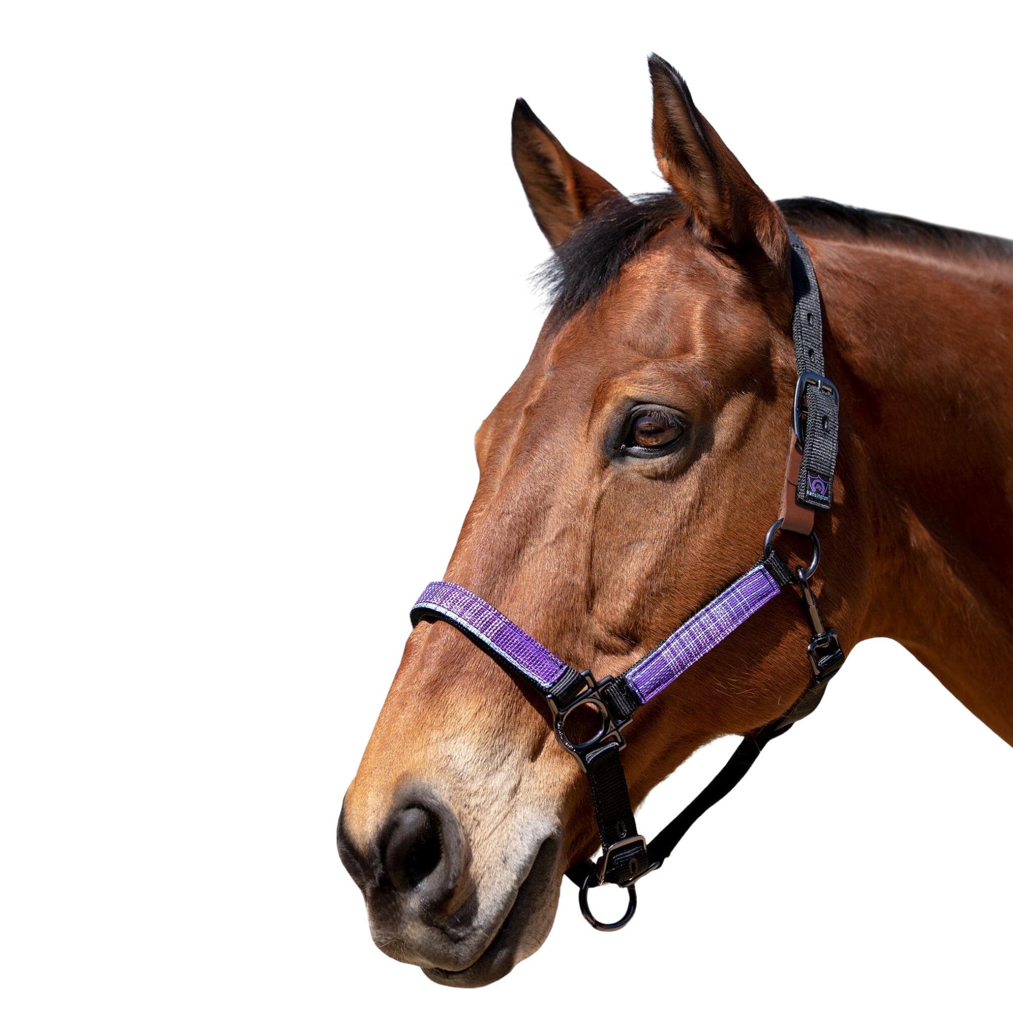 Kensington Premium Breakaway Halter - Corro