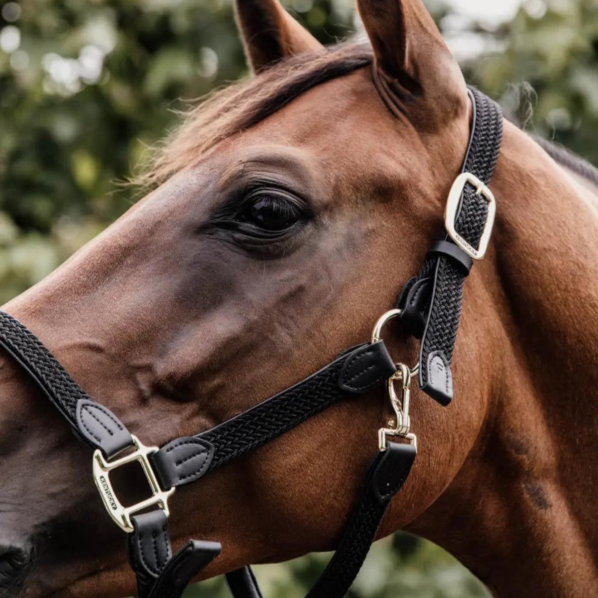 Kentucky Horsewear Plaited Nylon Halter - Corro