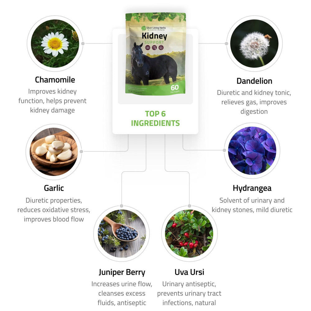 Silver Lining Herbs Kidney Support for Horses