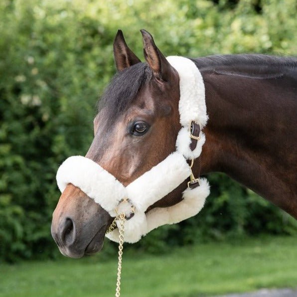 Perri's Leather Shipping Halter - Corro