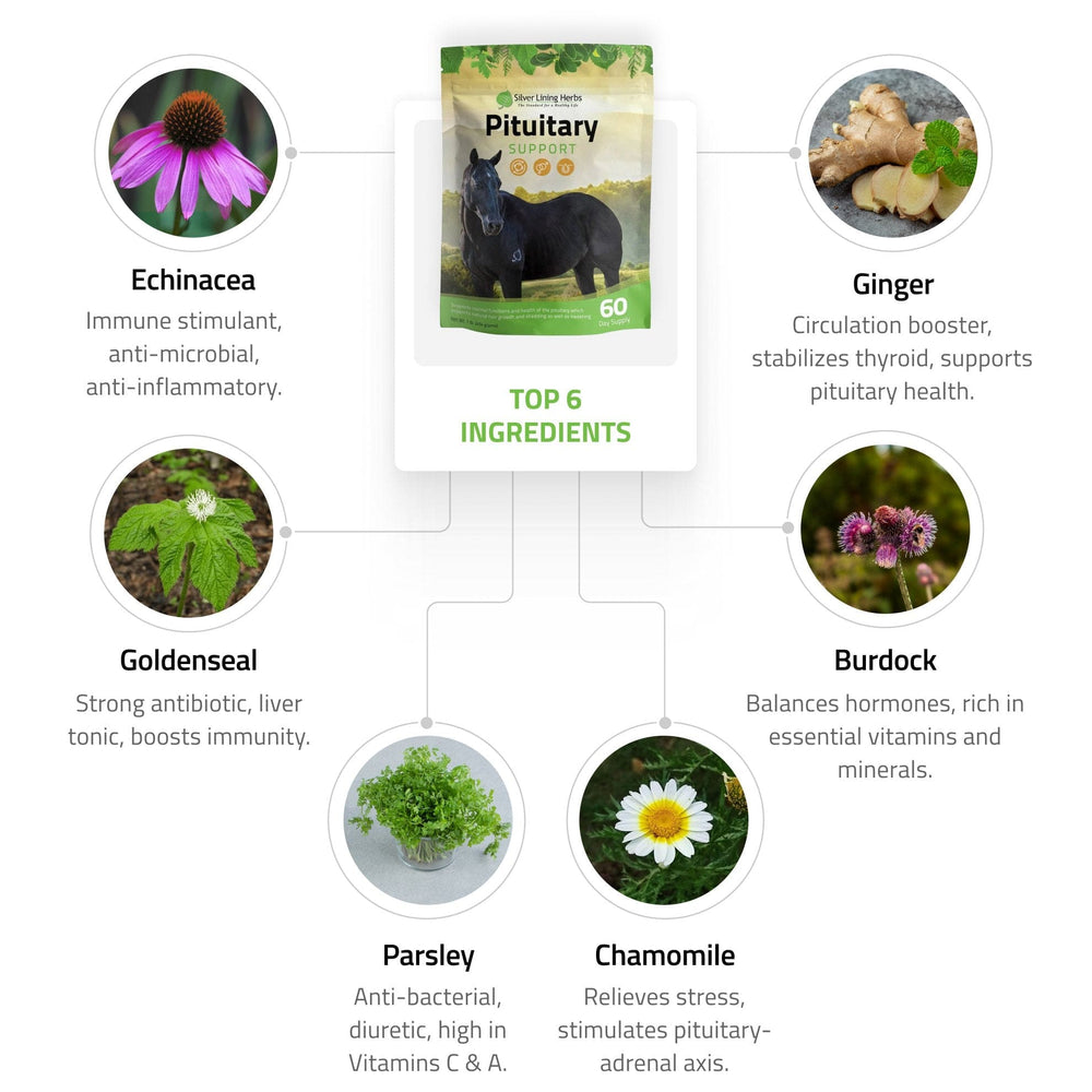 Silver Lining Herbs Pituitary Support for Horses