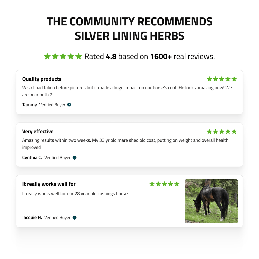 Silver Lining Herbs Pituitary Support for Horses