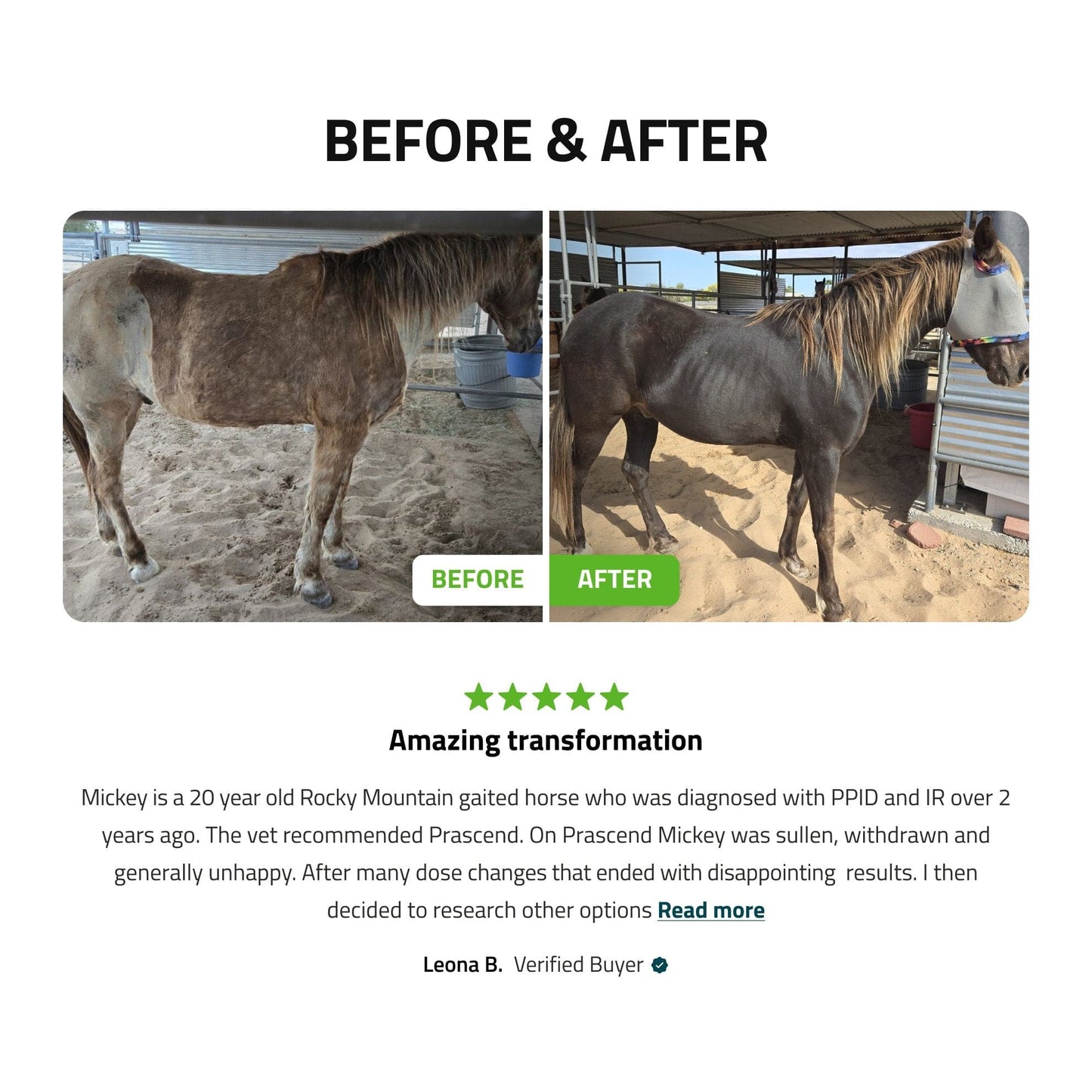 Silver Lining Herbs Pituitary Support for Horses