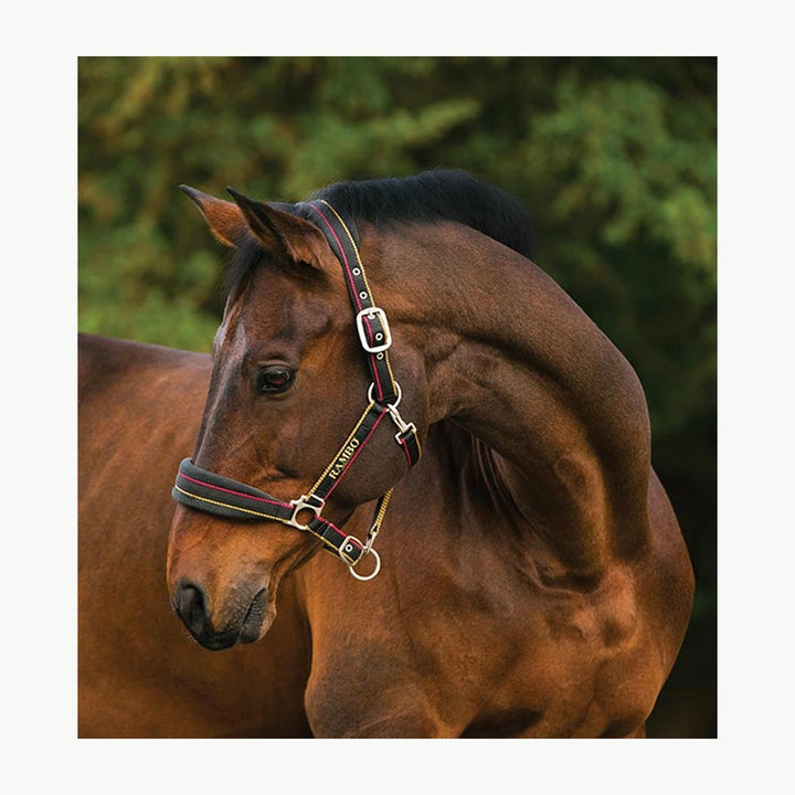 Rambo Padded Halter - Corro