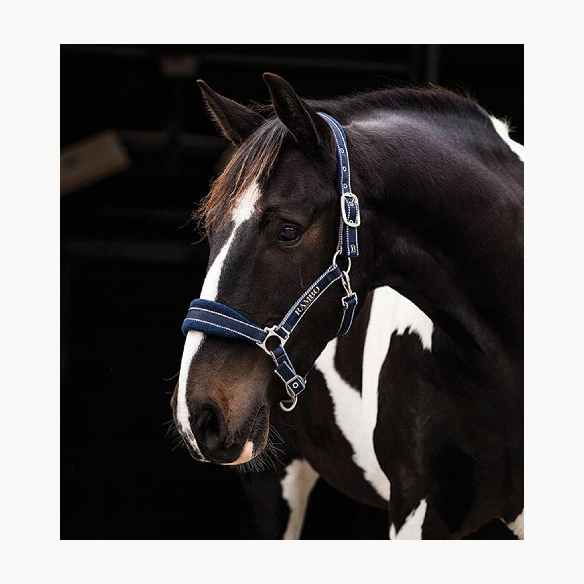 Blue Leather Halter Horse Padded high quality Headcollar