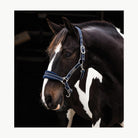 Rambo Padded Halter - Corro