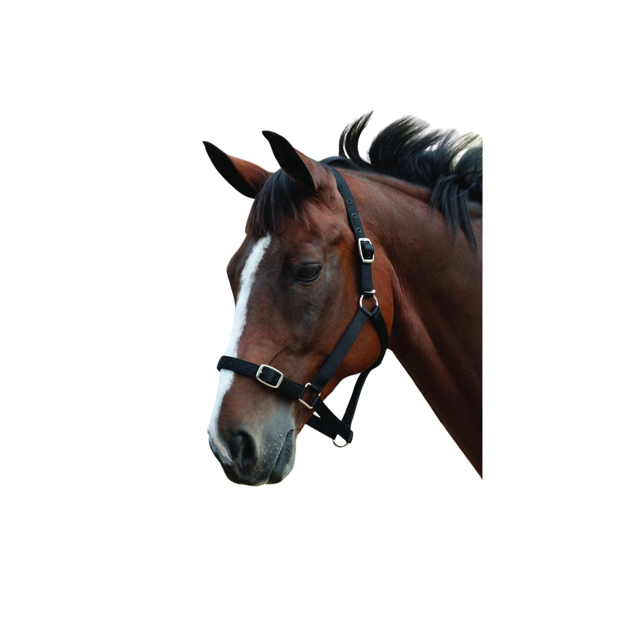 Roma Headcollar & Lead Set - Corro