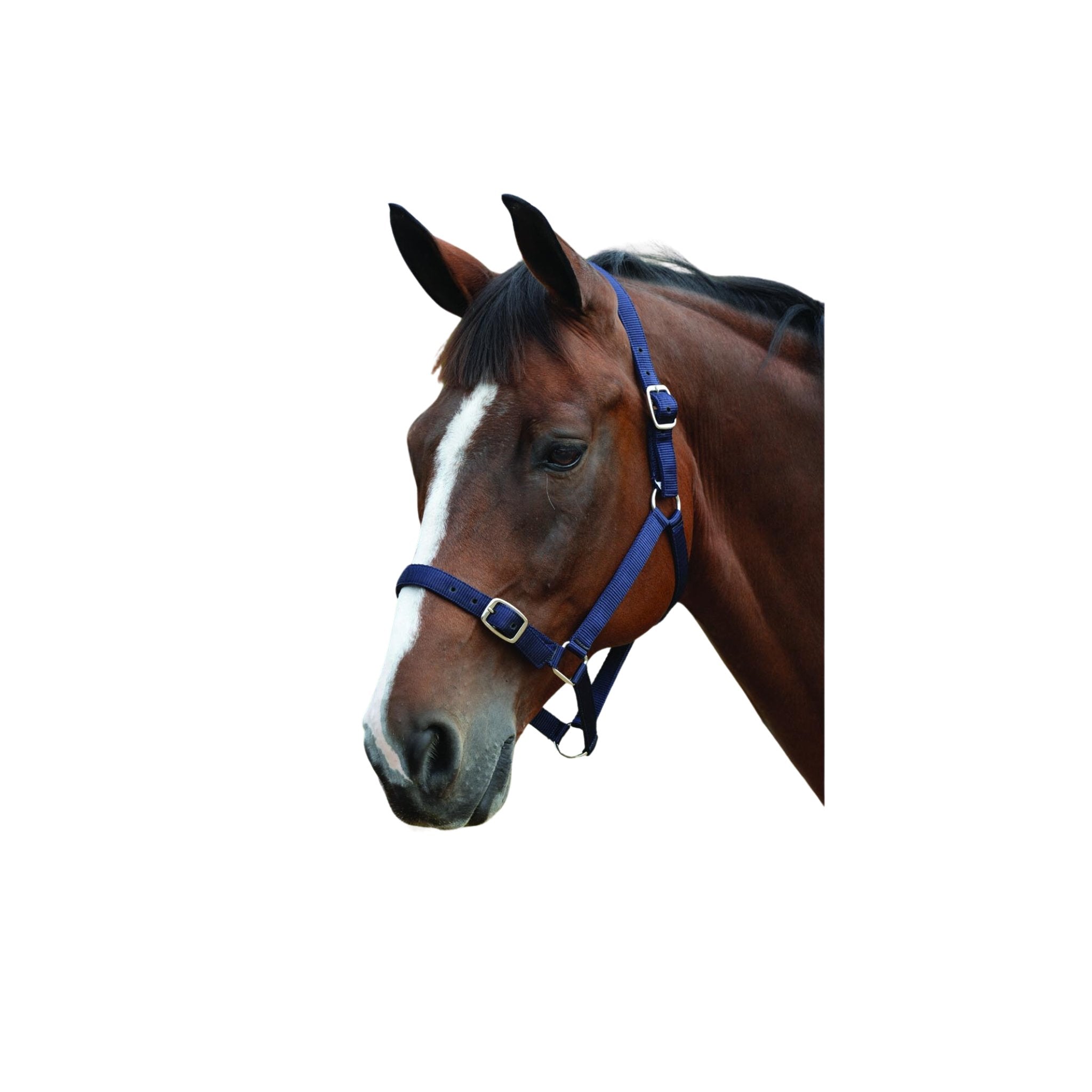 Roma Headcollar & Lead Set - Corro