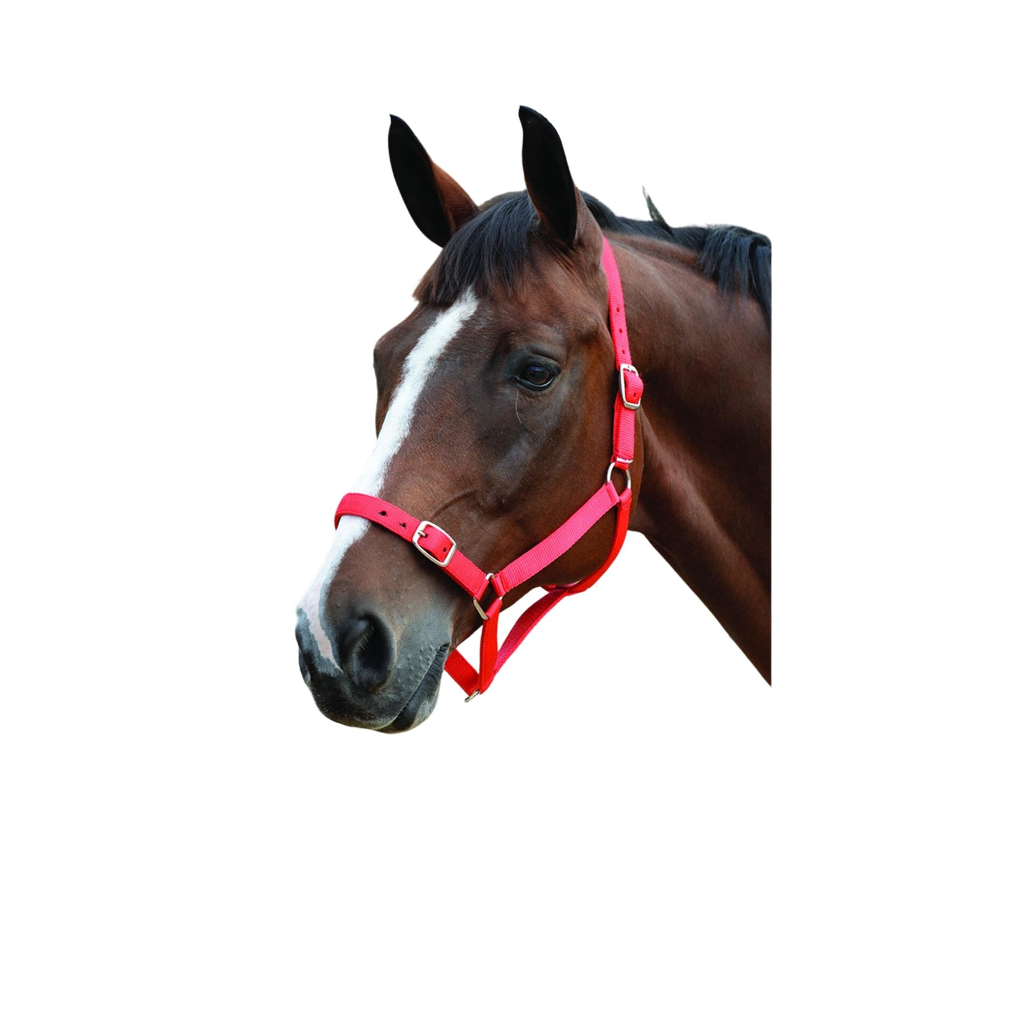 Roma Headcollar & Lead Set - Corro