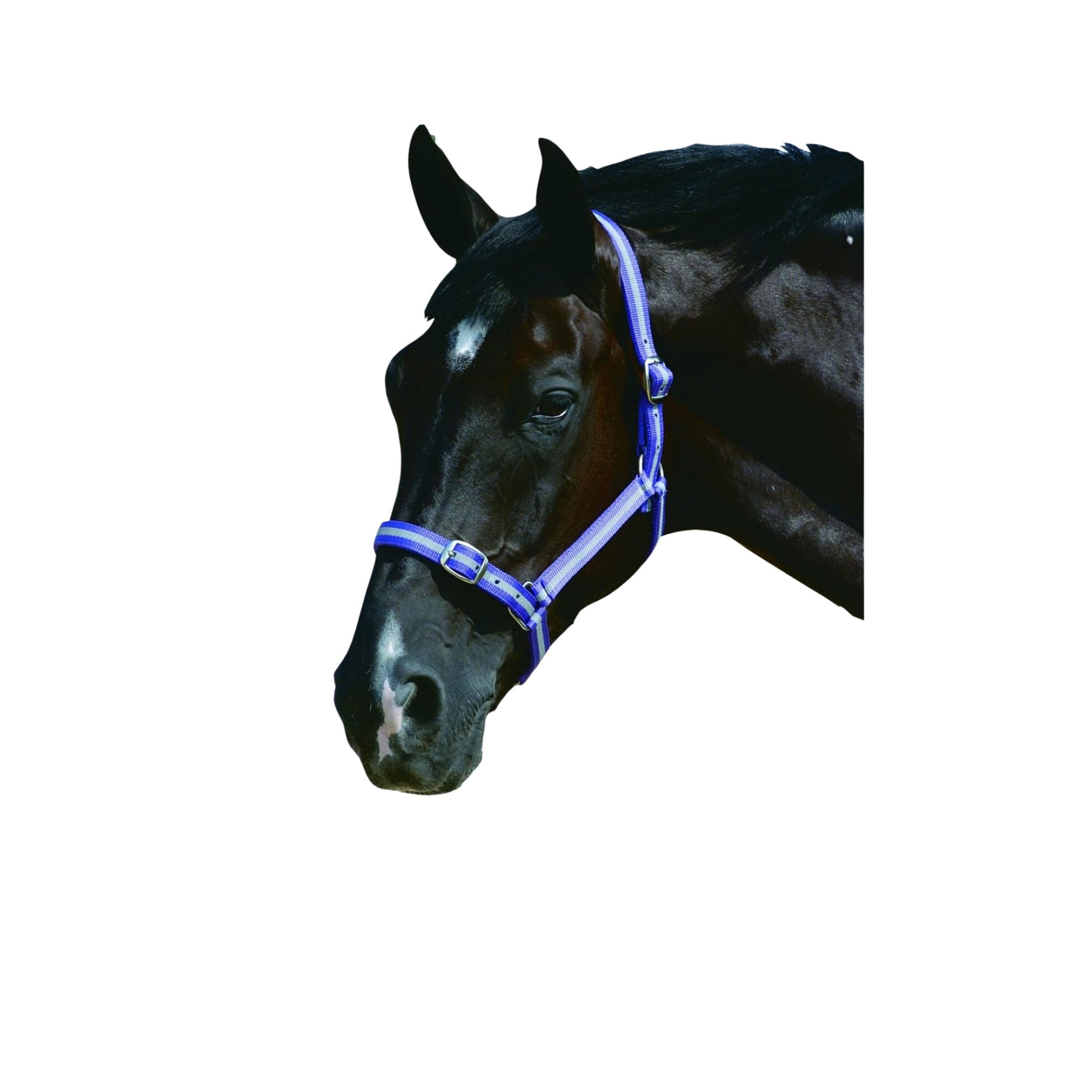 Roma Headcollar & Lead Set - Corro