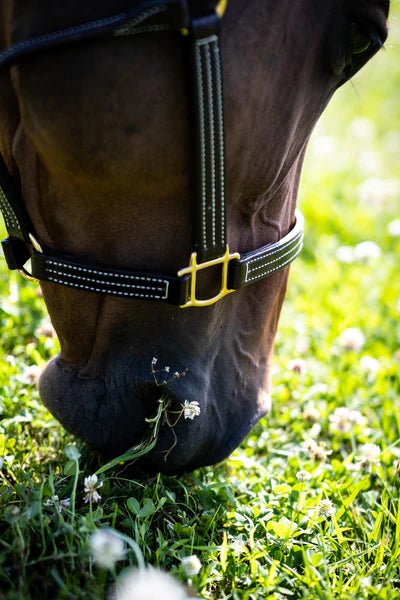 Walsh British Halter - Corro